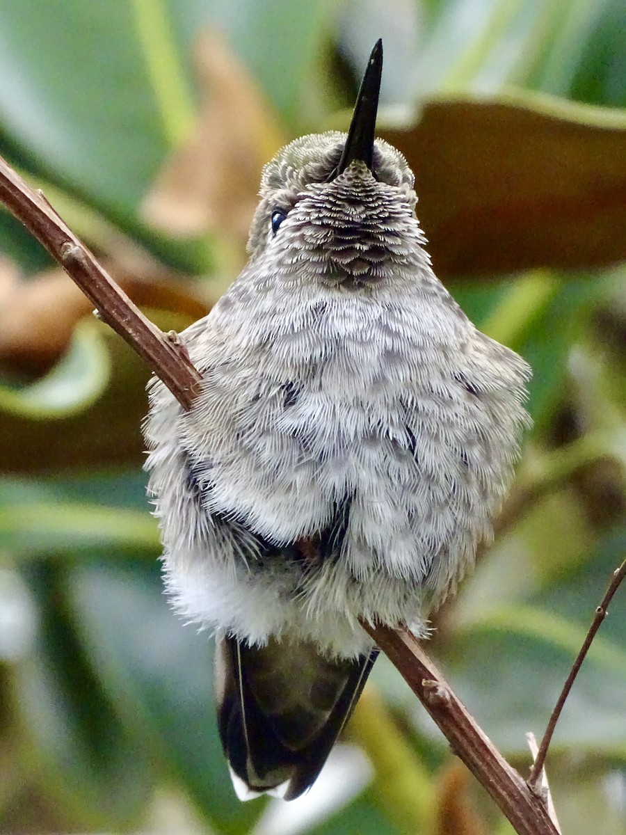 Anna's Hummingbird - ML619299826