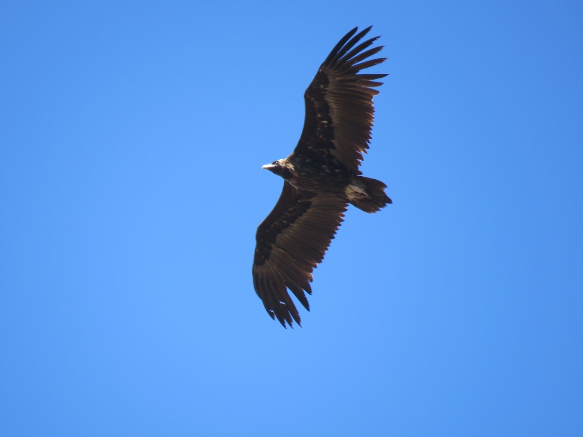 Cinereous Vulture - ML619299847