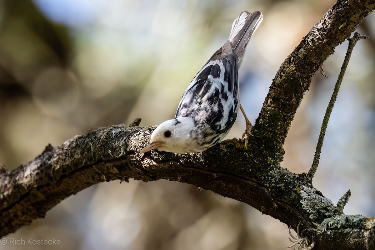 Black-and-white Warbler - ML619299867