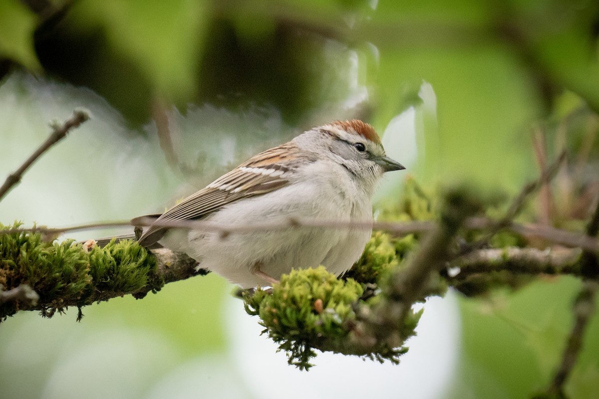 Chipping Sparrow - ML619299888