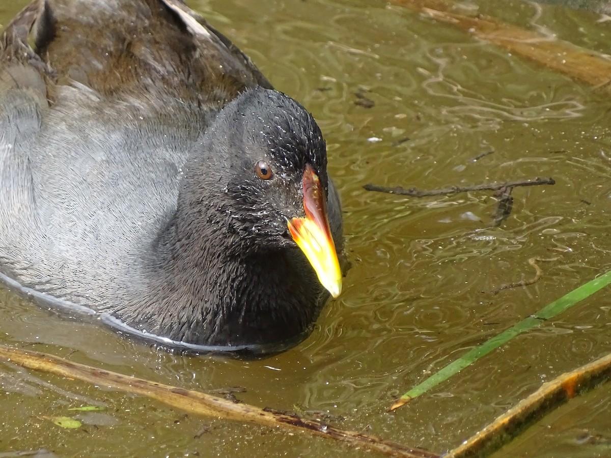 Red-fronted Coot - ML619299890