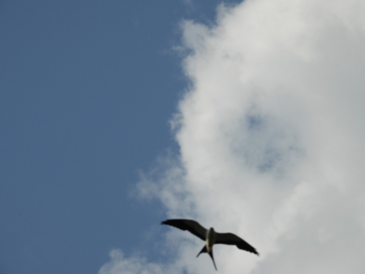 Swallow-tailed Kite - ML619299894
