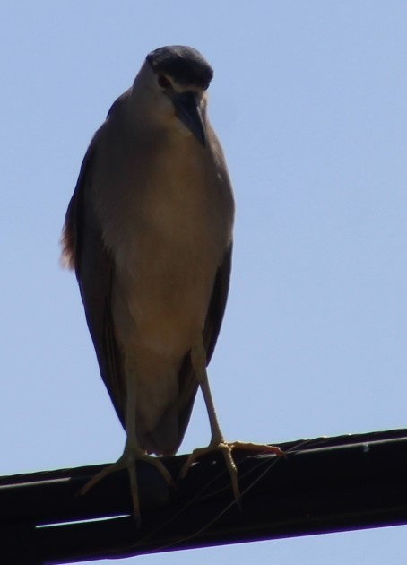 Black-crowned Night Heron - ML619299922