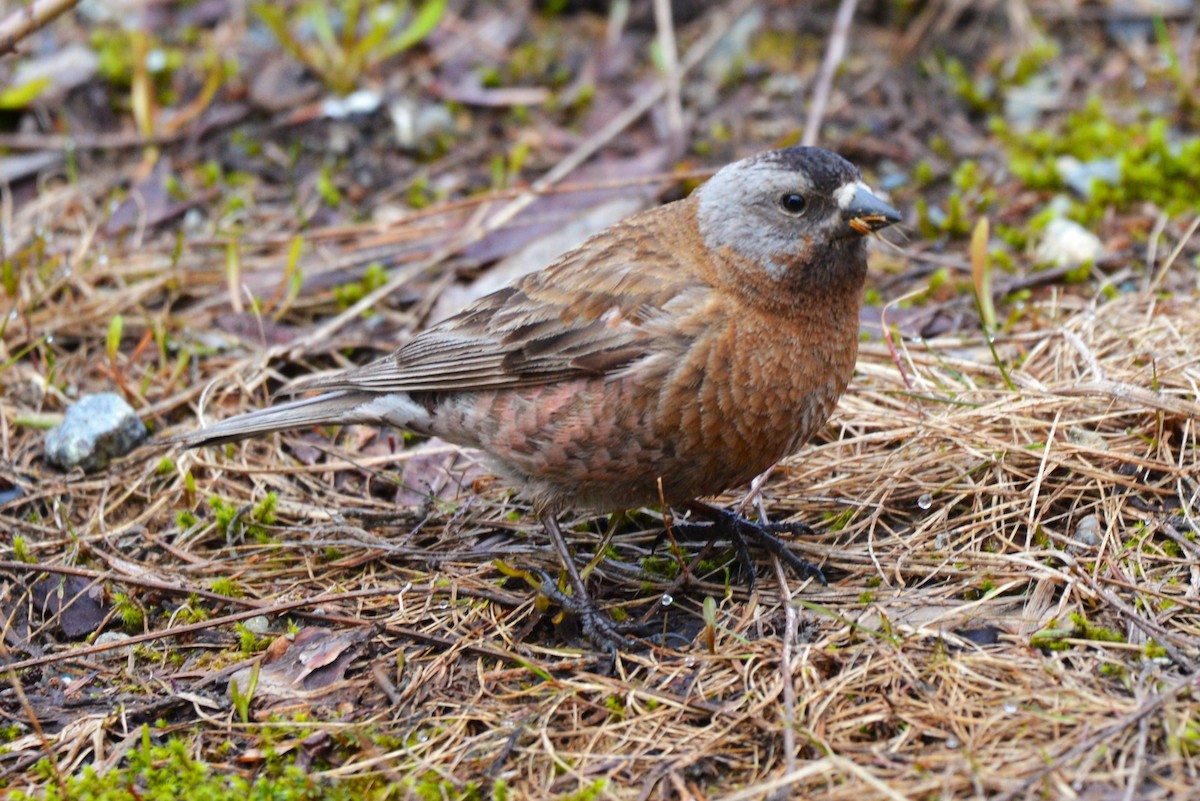 Gray-crowned Rosy-Finch - ML619299941