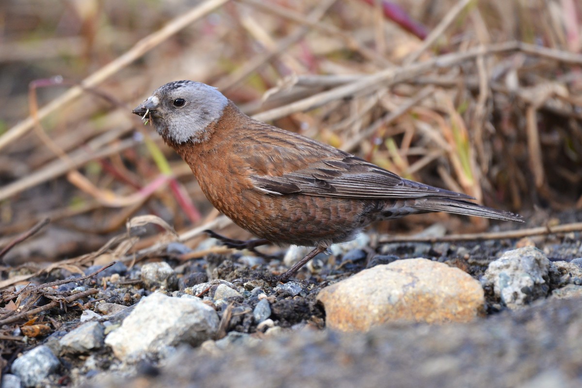 Gray-crowned Rosy-Finch - ML619299960