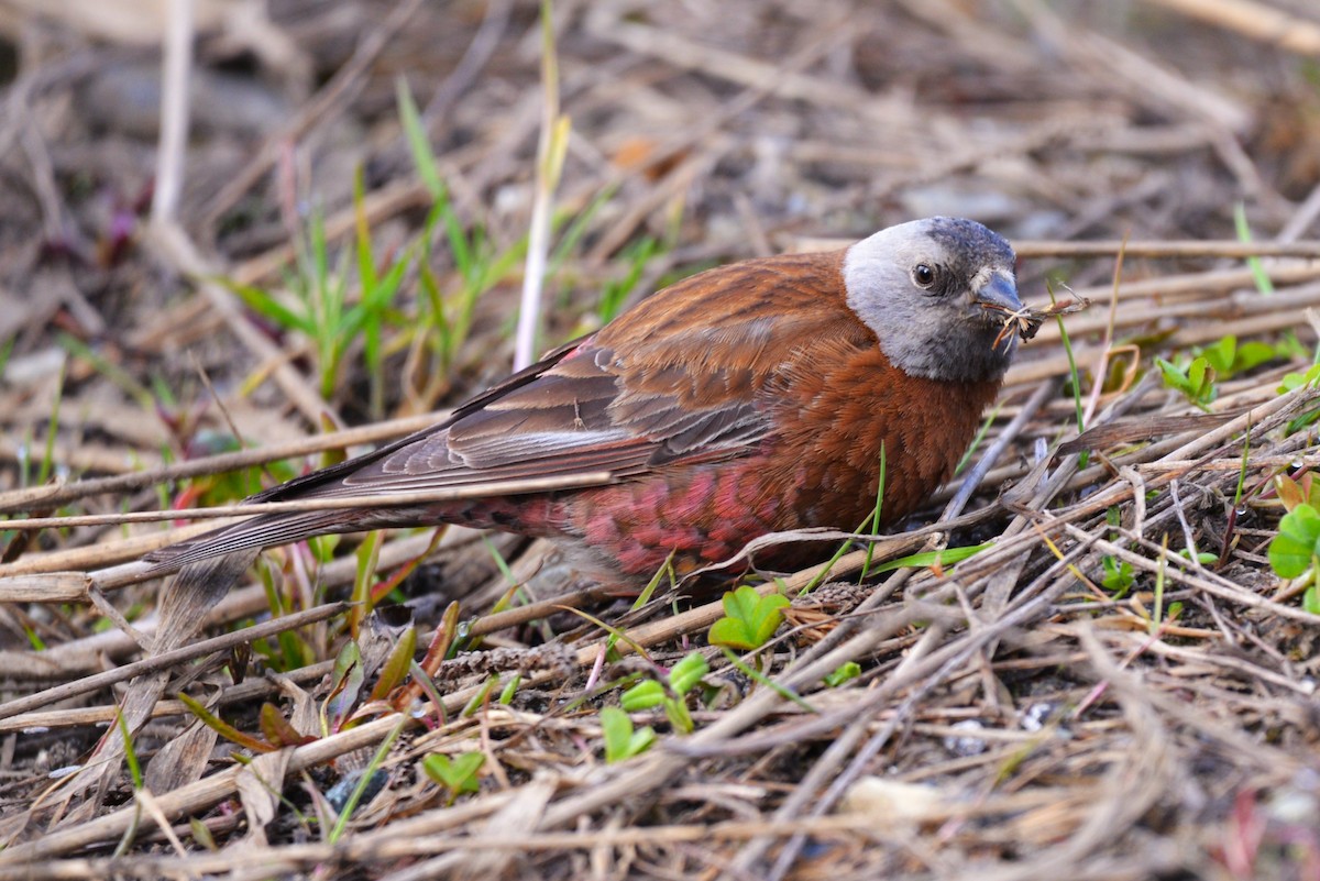 Gray-crowned Rosy-Finch - ML619299961