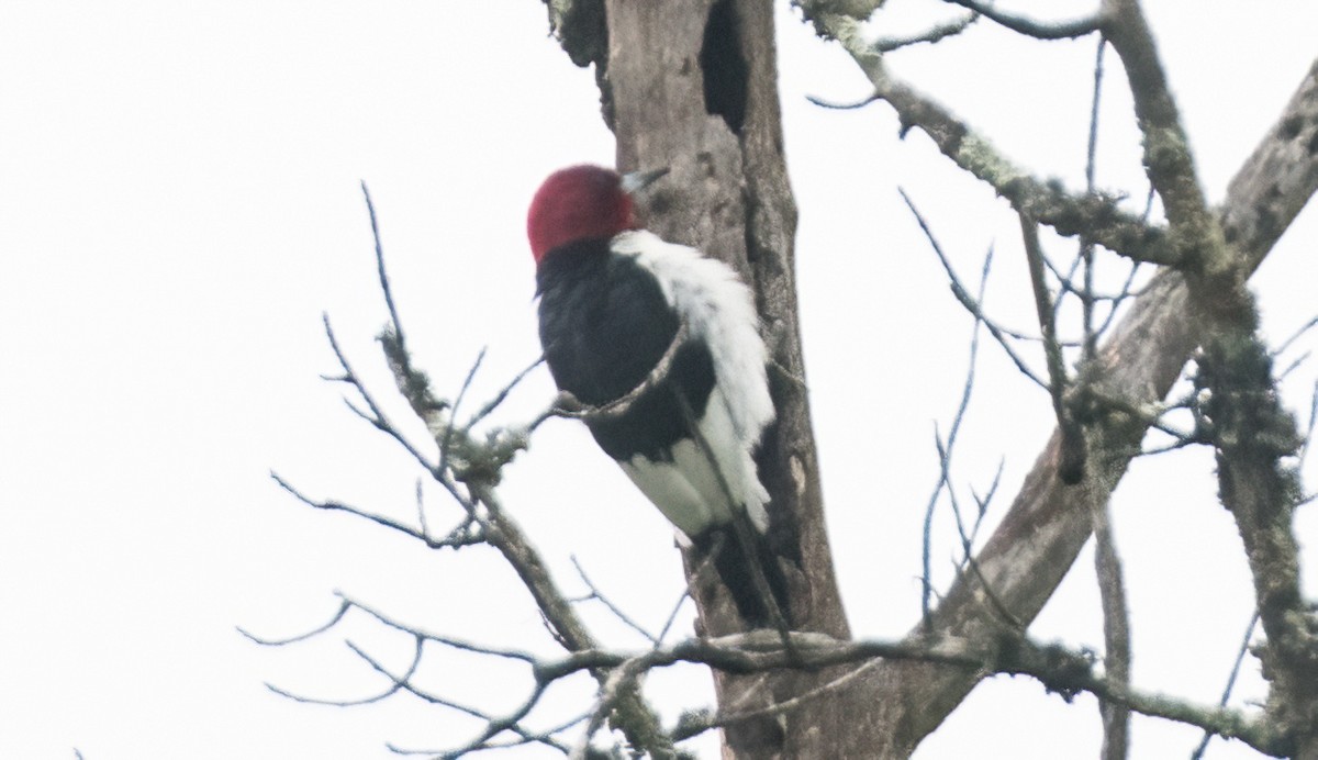 Red-bellied Woodpecker - ML619299963