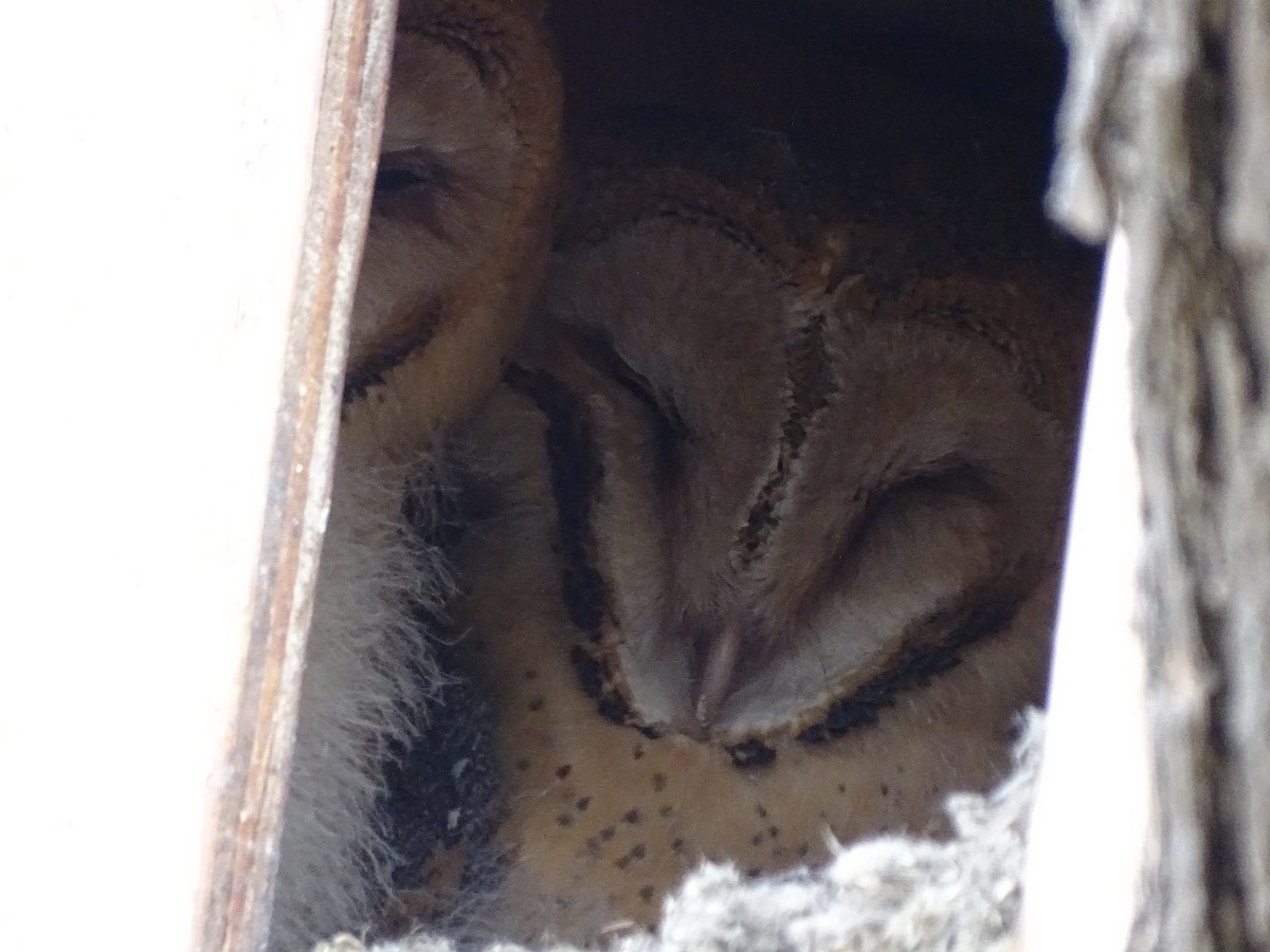 Barn Owl - ML619299967