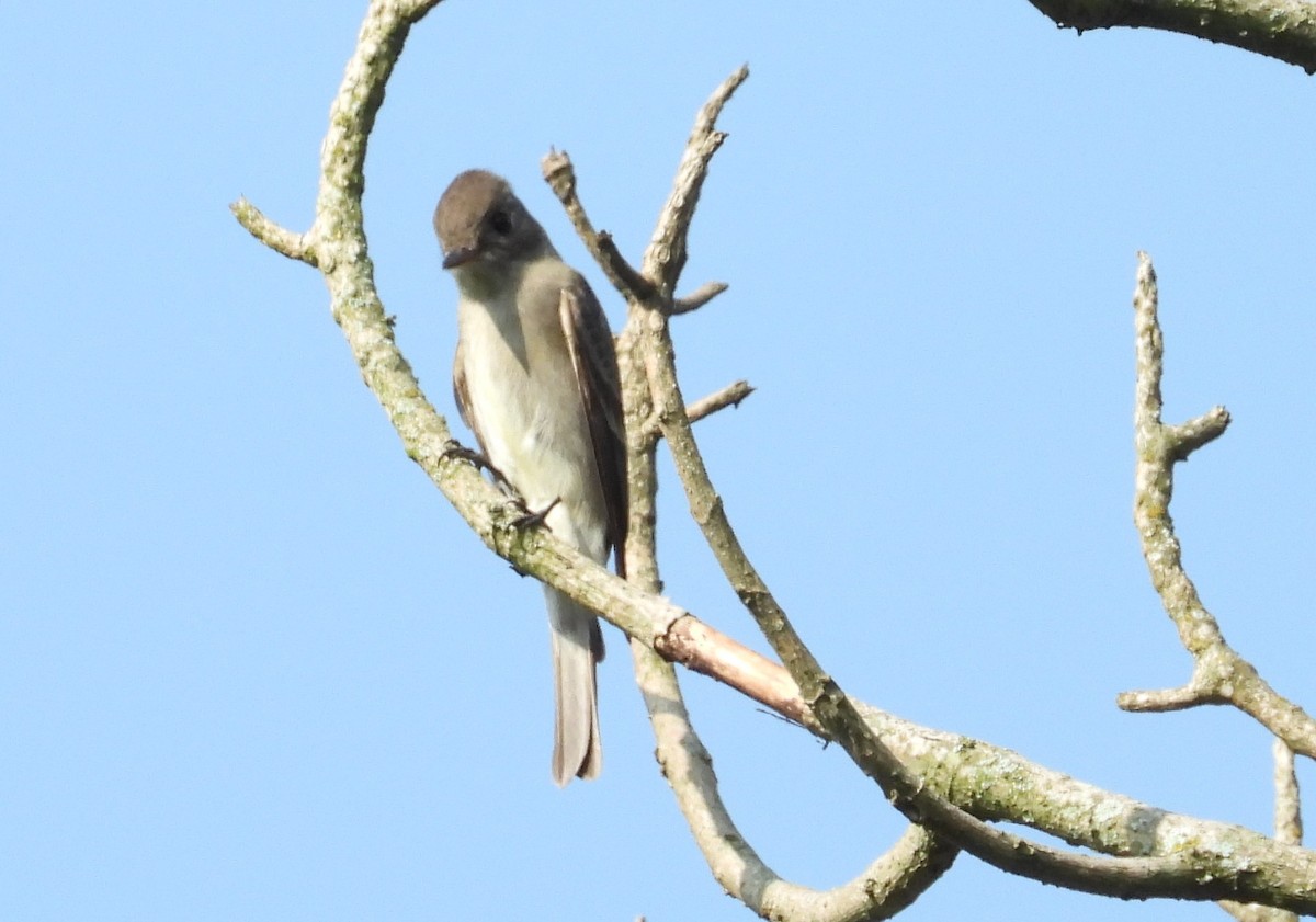 Greater Pewee - ML619299974