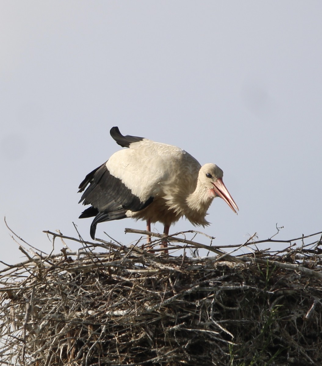 White Stork - ML619299987