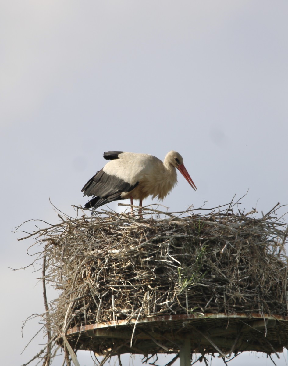 White Stork - ML619299988