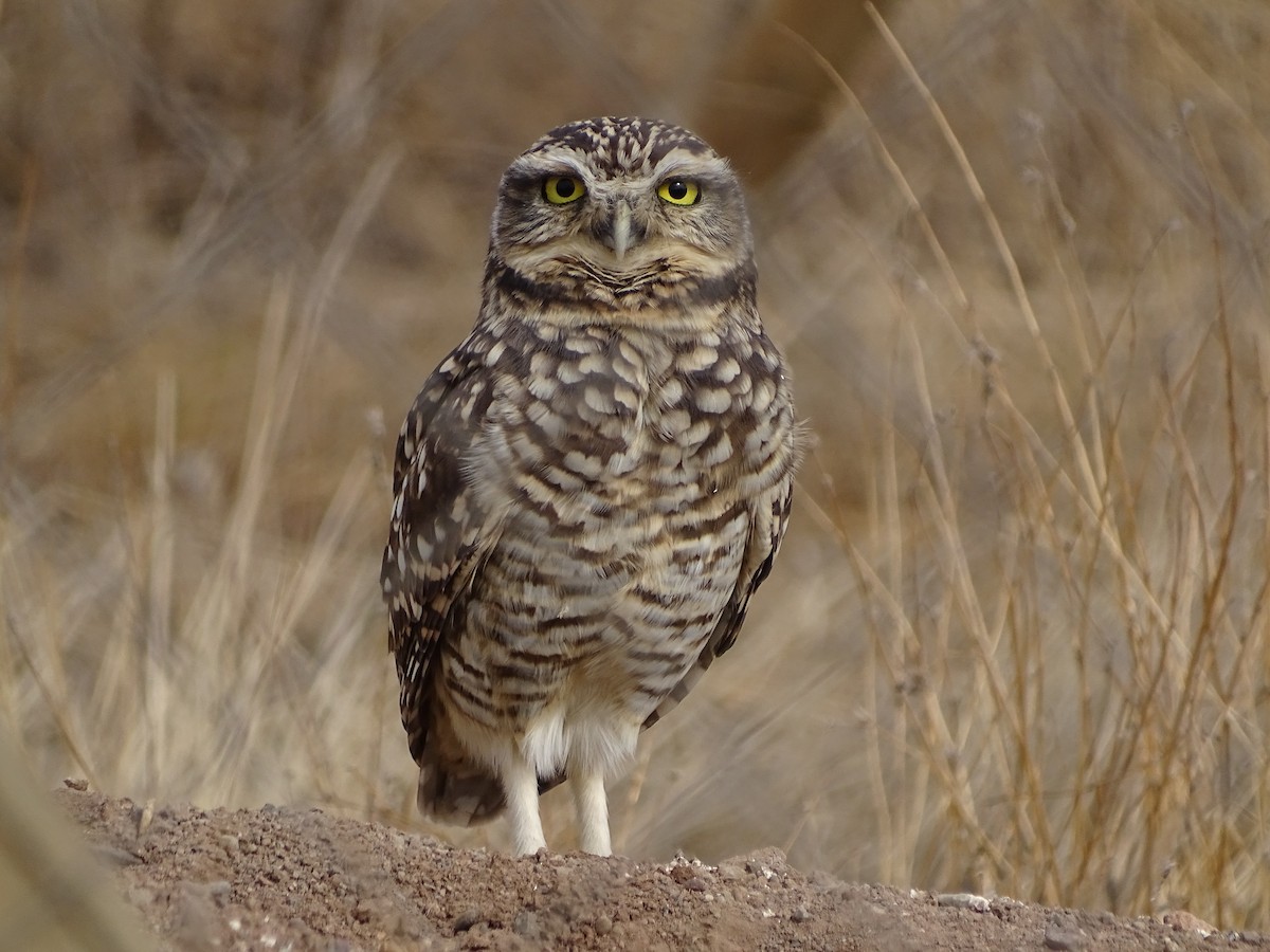 Burrowing Owl - ML619300006