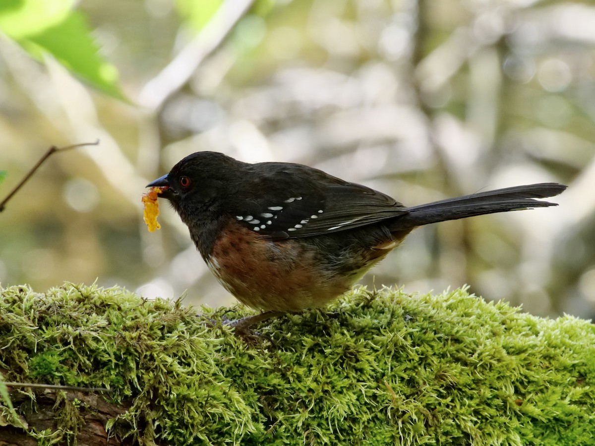 Spotted Towhee - ML619300024