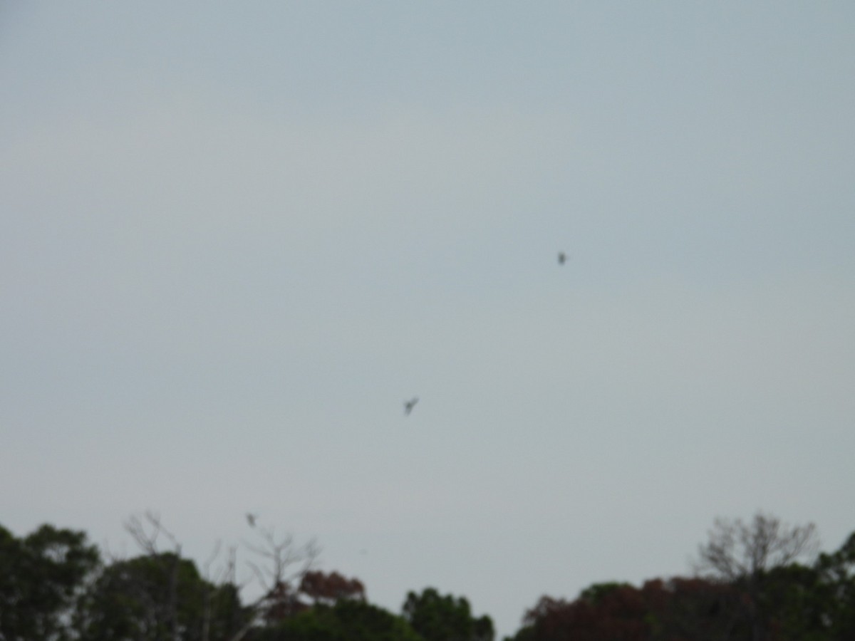 Swallow-tailed Kite - ML619300055