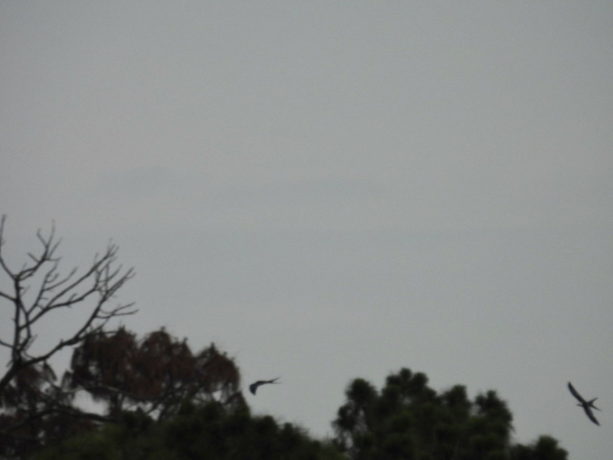 Swallow-tailed Kite - ML619300056