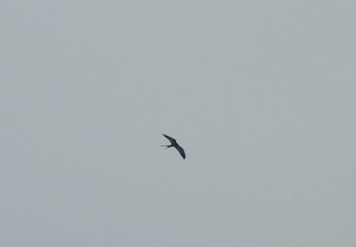Swallow-tailed Kite - ML619300057