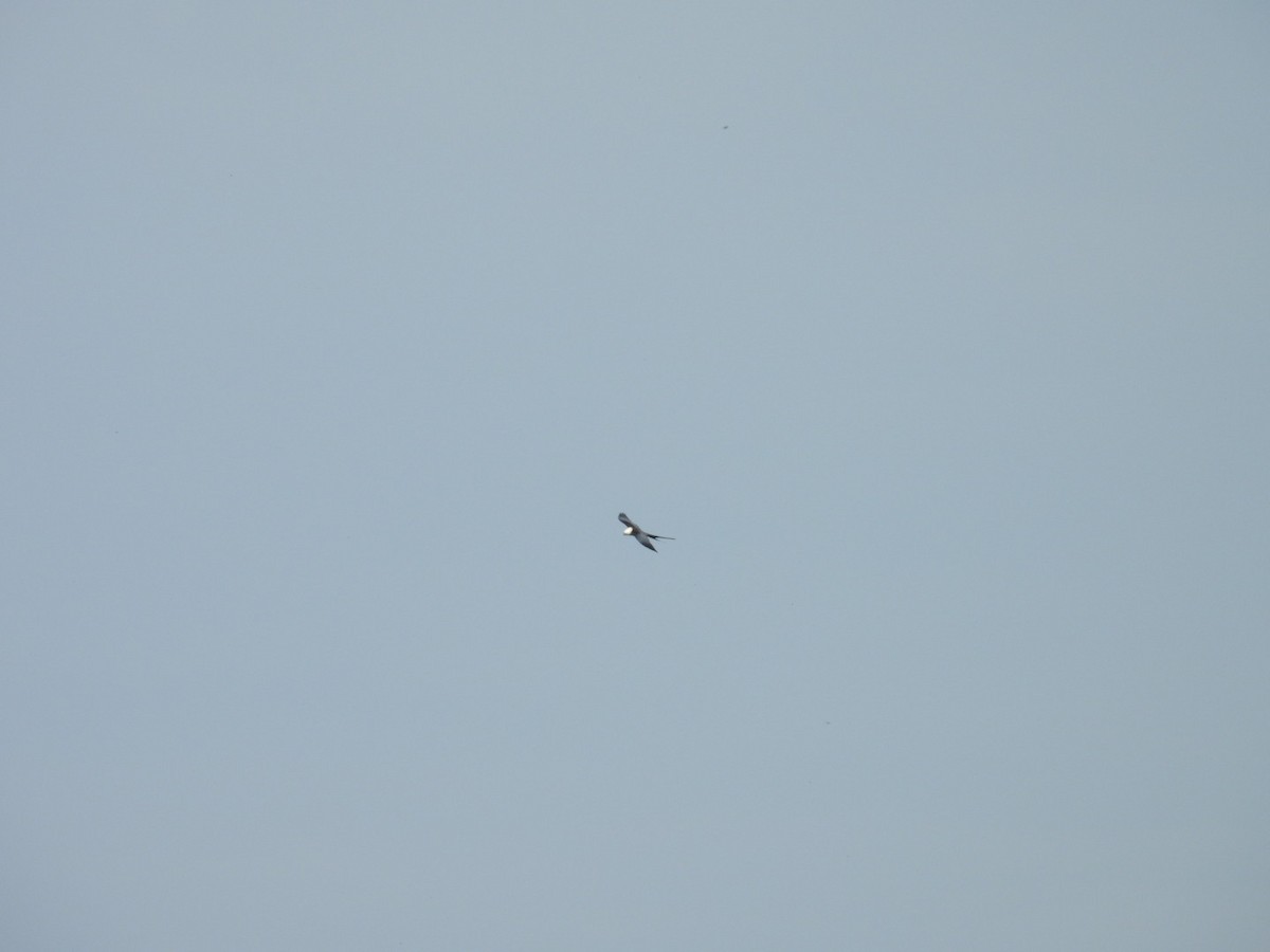 Swallow-tailed Kite - ML619300058