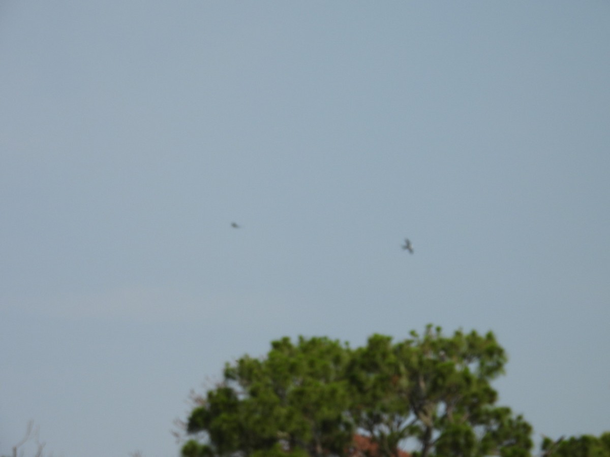 Swallow-tailed Kite - ML619300059