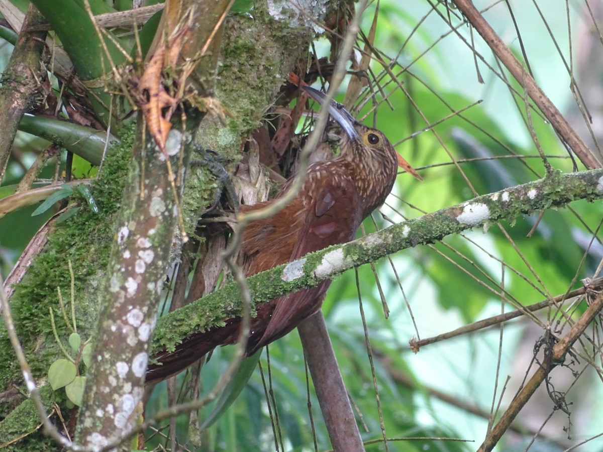 Strong-billed Woodcreeper - ML619300162