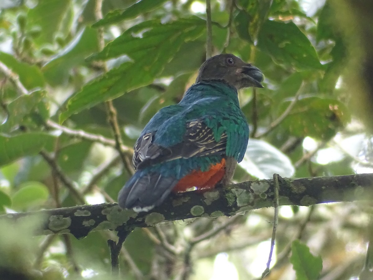 Quetzal Cabecidorado - ML619300215