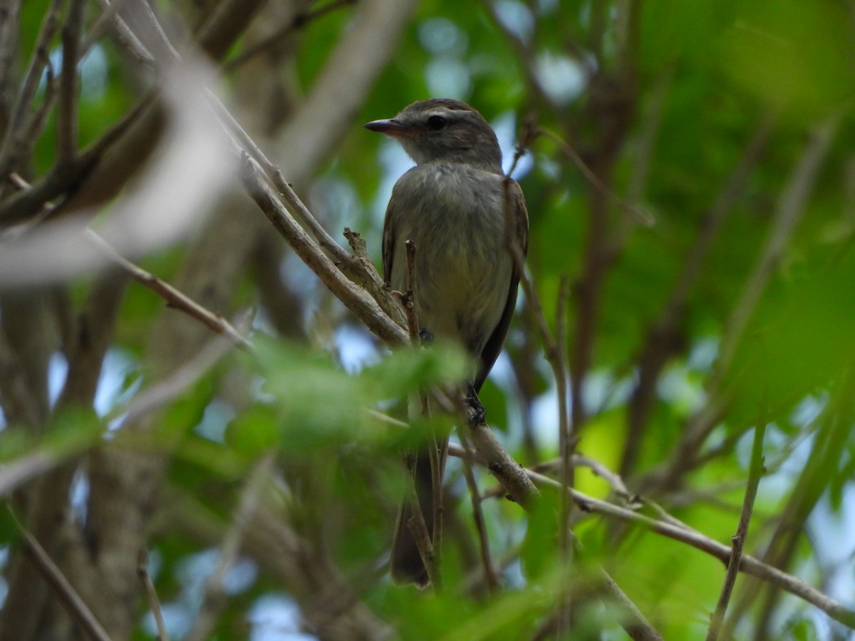 Northern Mouse-colored Tyrannulet - ML619300219