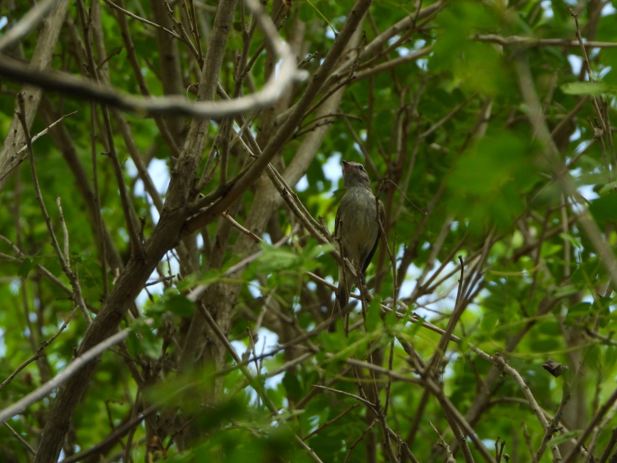 Northern Mouse-colored Tyrannulet - ML619300220