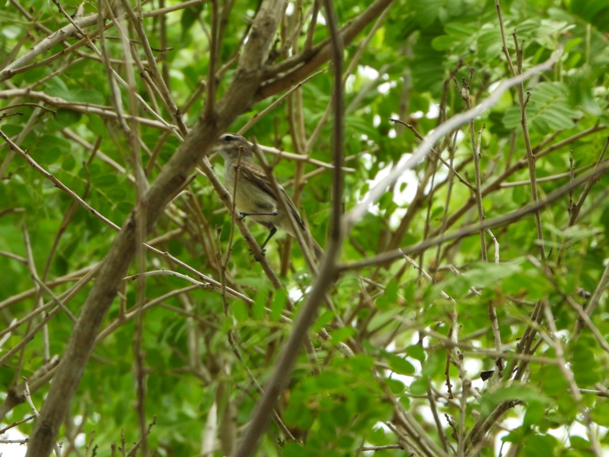 Northern Mouse-colored Tyrannulet - ML619300221