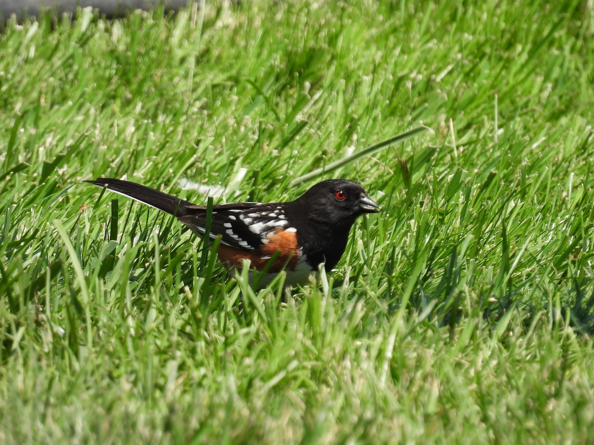 Spotted Towhee - ML619300226