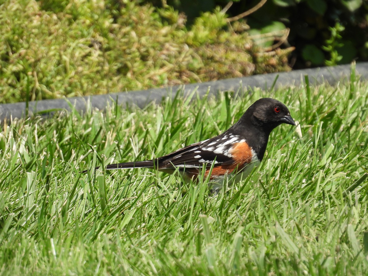 Spotted Towhee - ML619300227