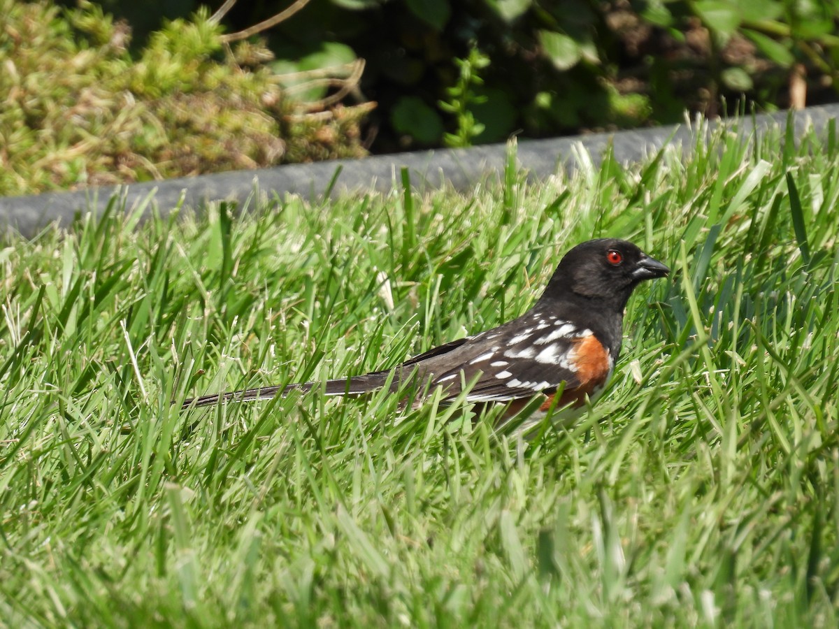 Spotted Towhee - ML619300228