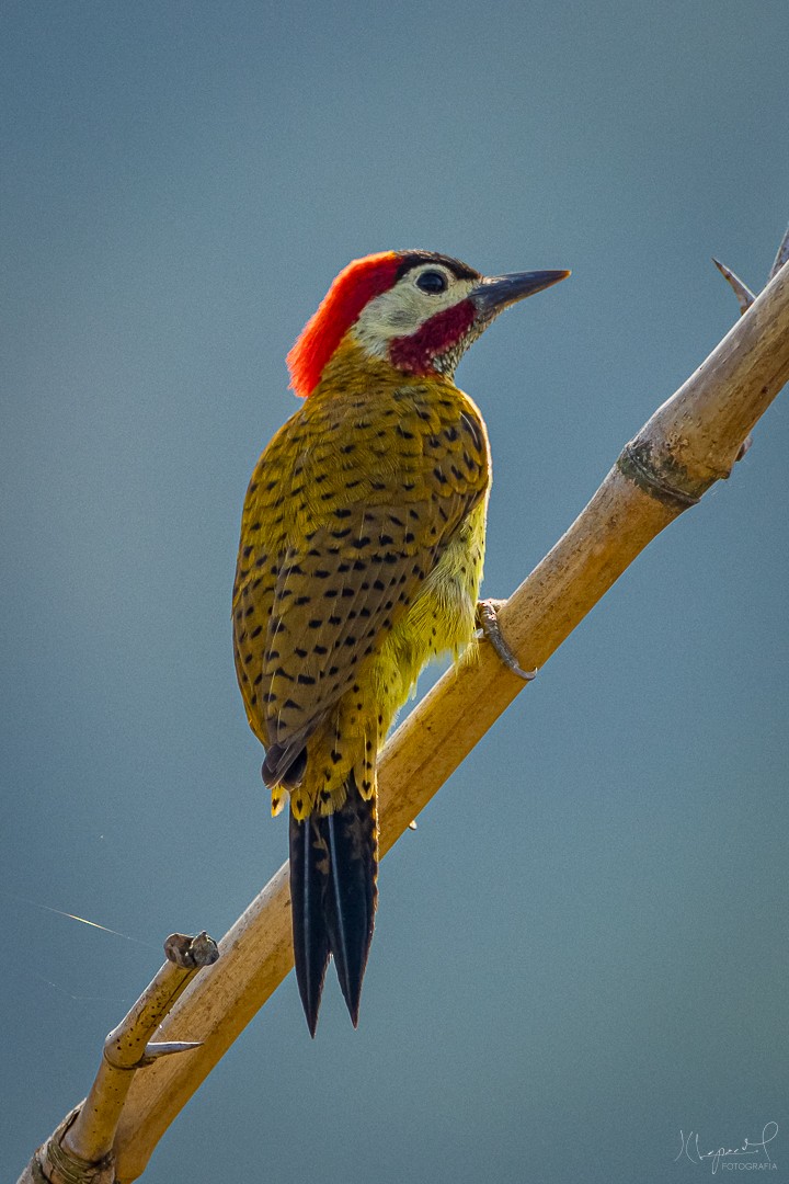 Spot-breasted Woodpecker - ML619300241