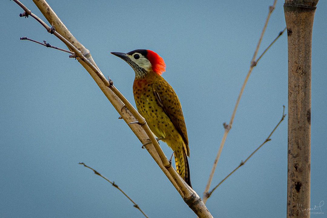 Spot-breasted Woodpecker - ML619300243