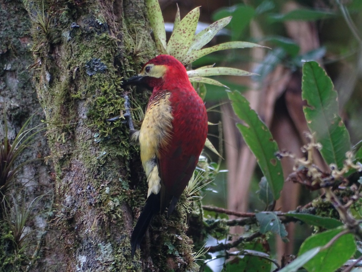 Crimson-mantled Woodpecker - ML619300295