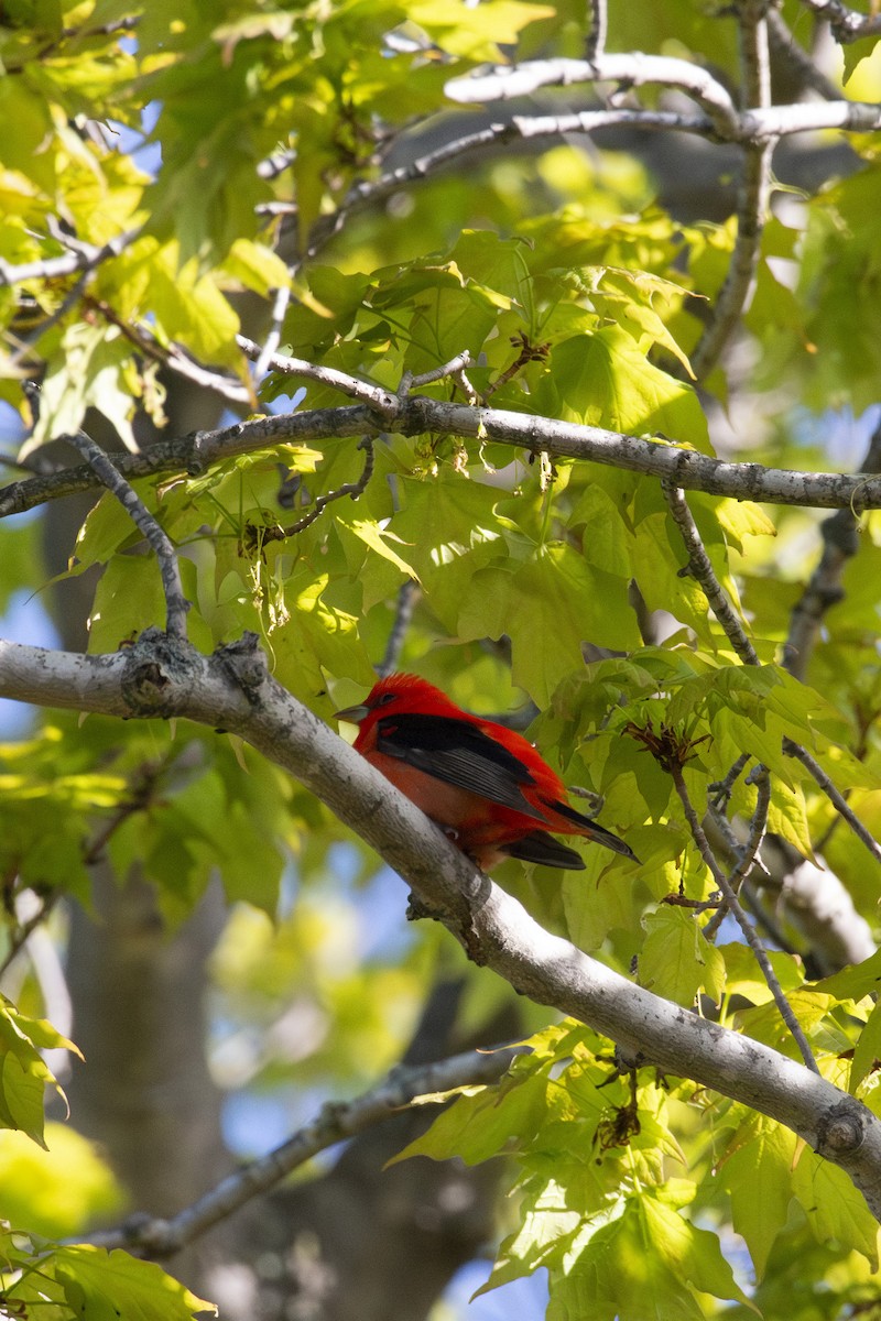 Scarlet Tanager - ML619300326