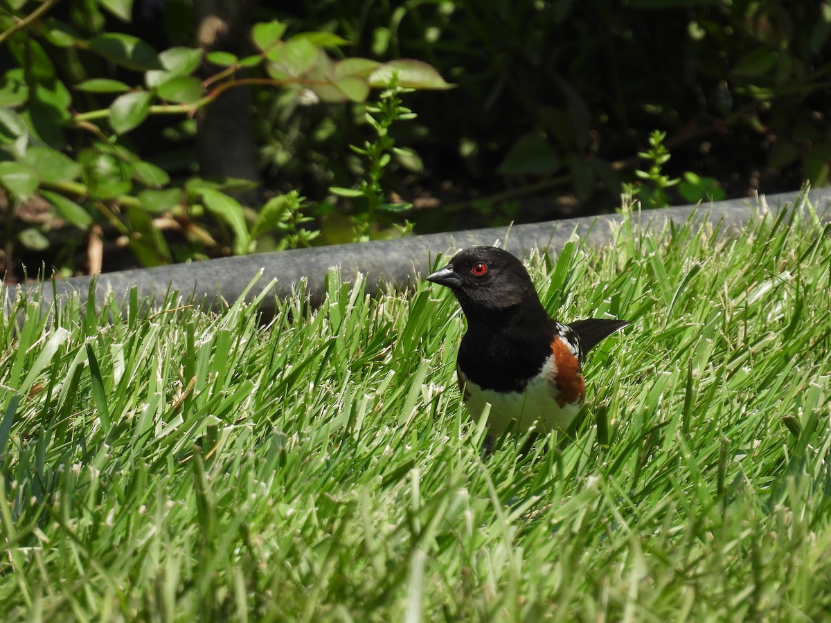 Spotted Towhee - ML619300329