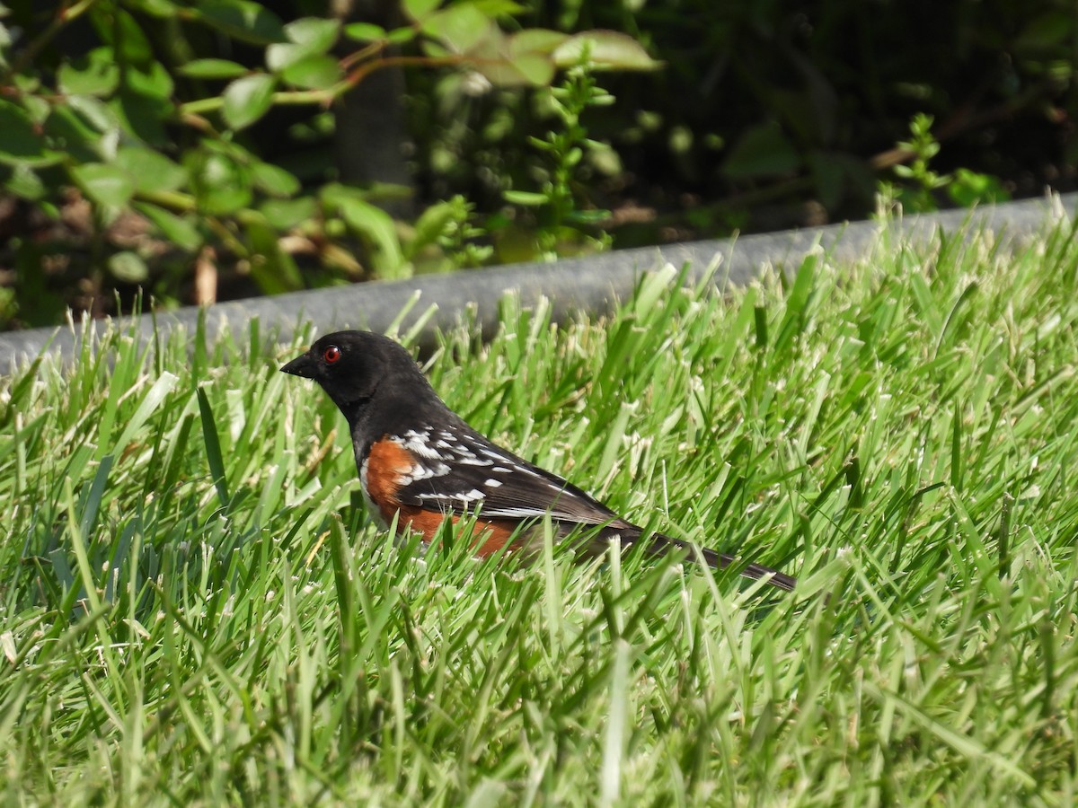 Spotted Towhee - ML619300330