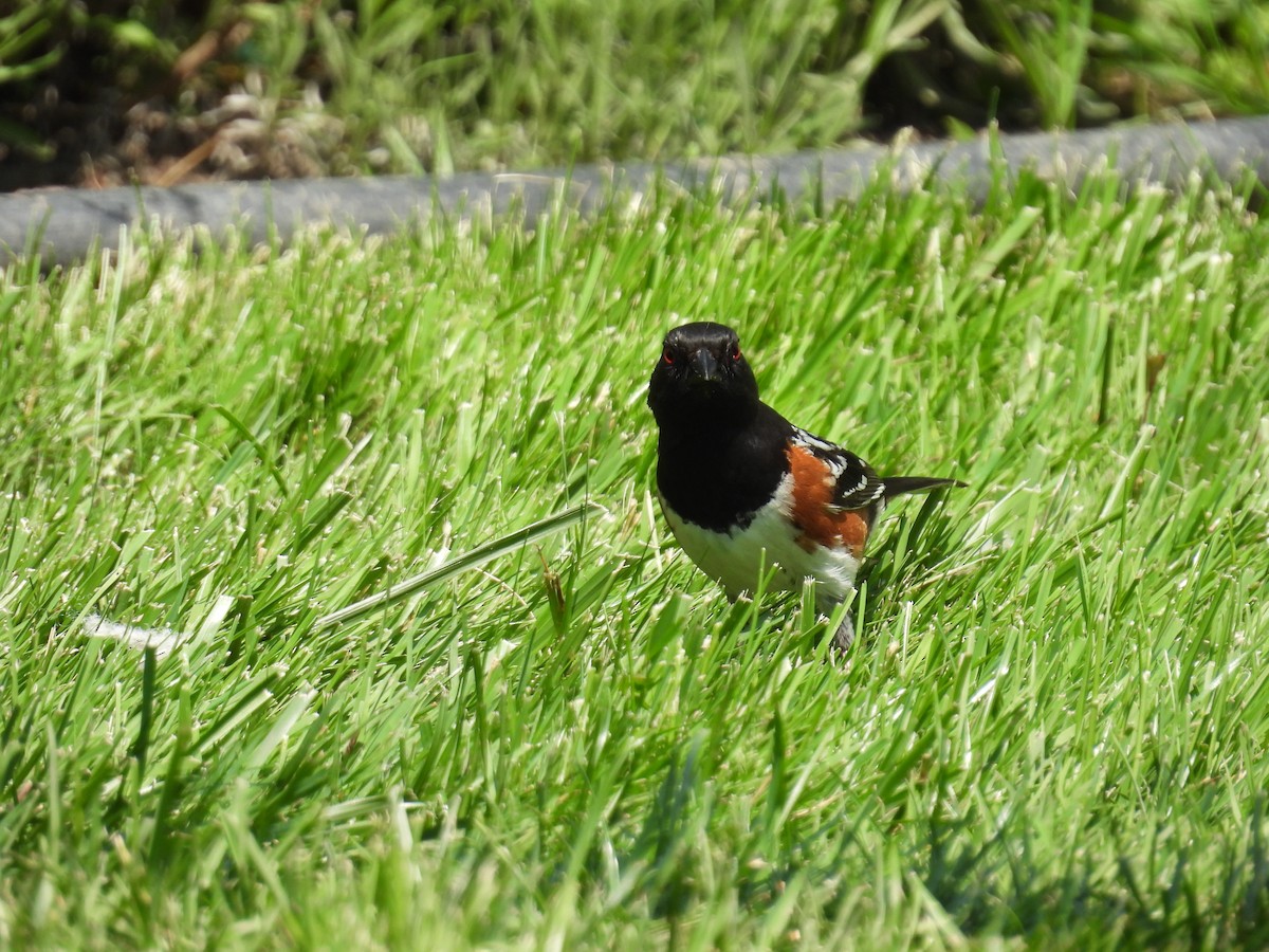 Spotted Towhee - ML619300331