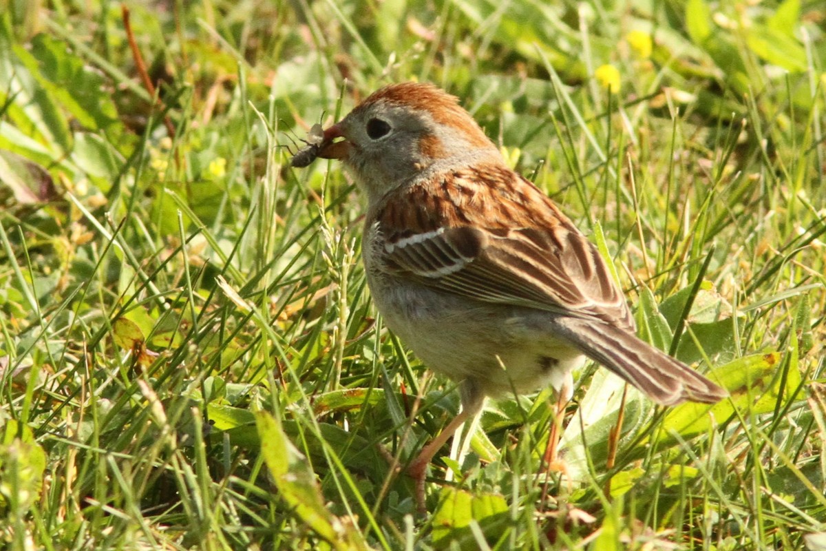 Field Sparrow - ML619300332