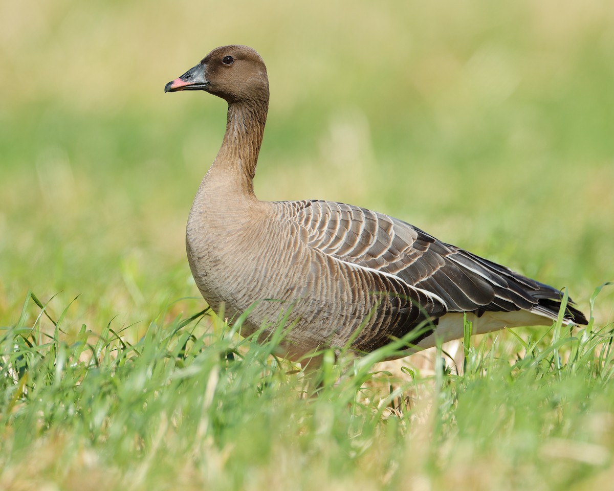 Pink-footed Goose - ML619300333