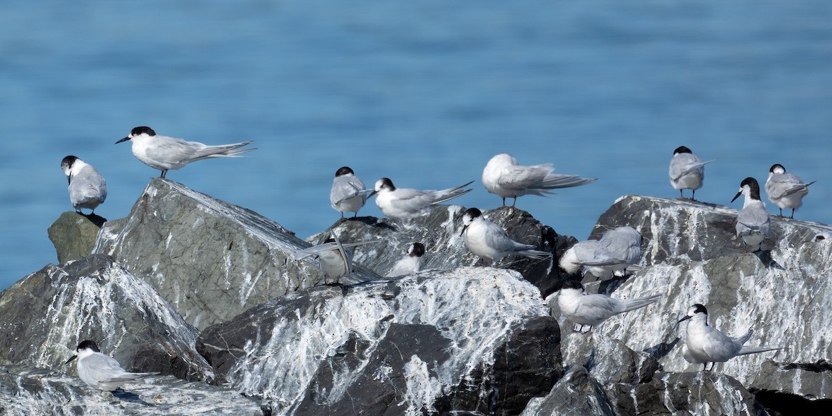 White-fronted Tern - ML619300412