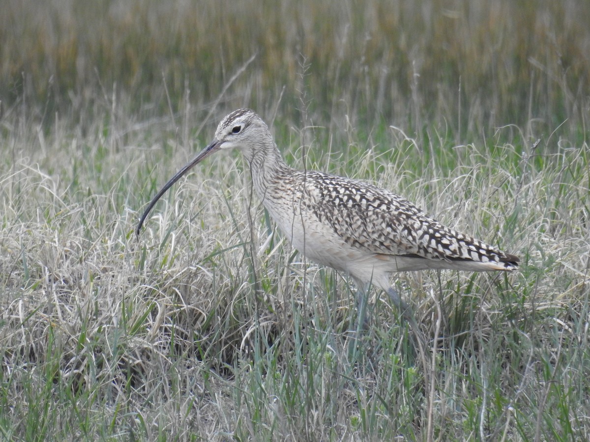 Long-billed Curlew - ML619300417