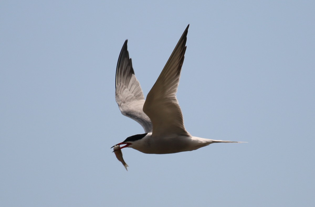 Common Tern - ML619300424
