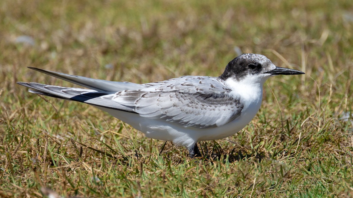 White-fronted Tern - ML619300470