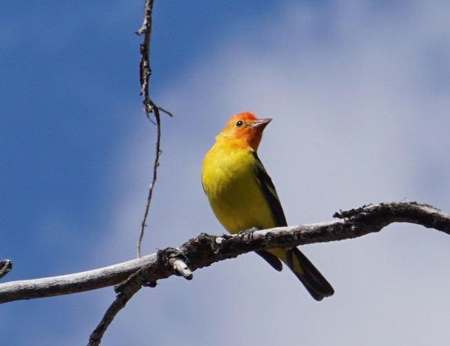 Western Tanager - ML619300655