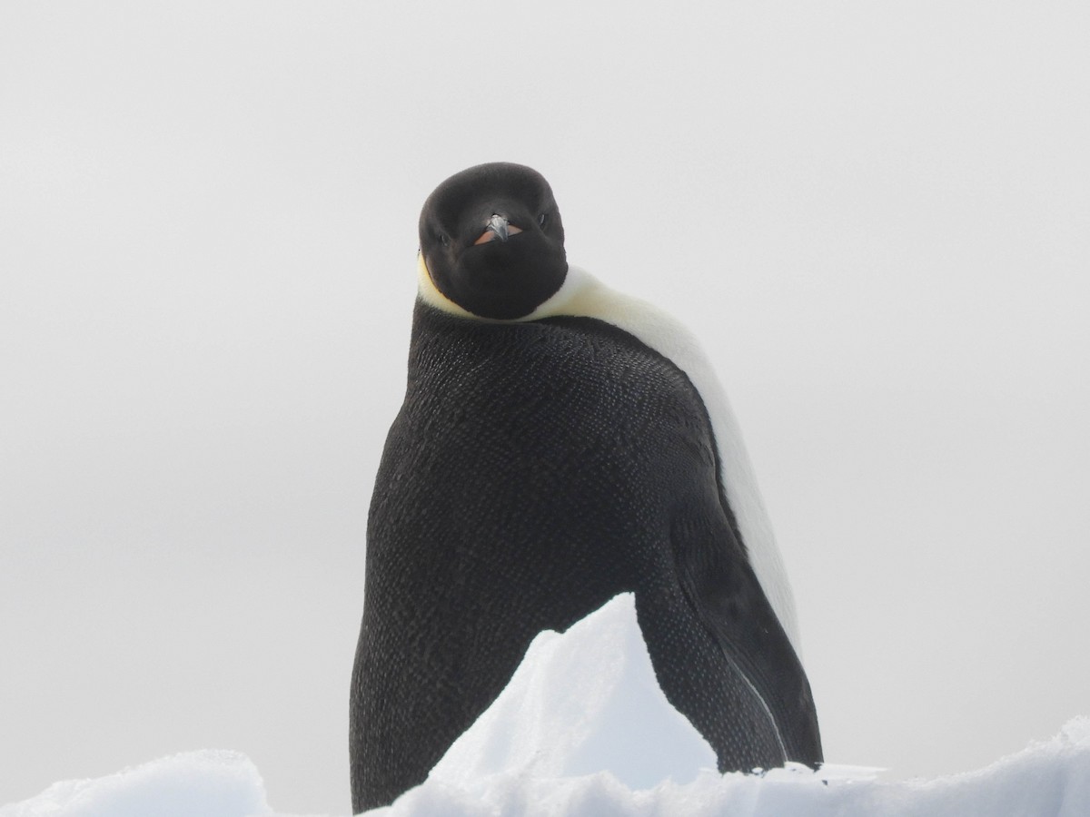 Императорский пингвин - ML619300679