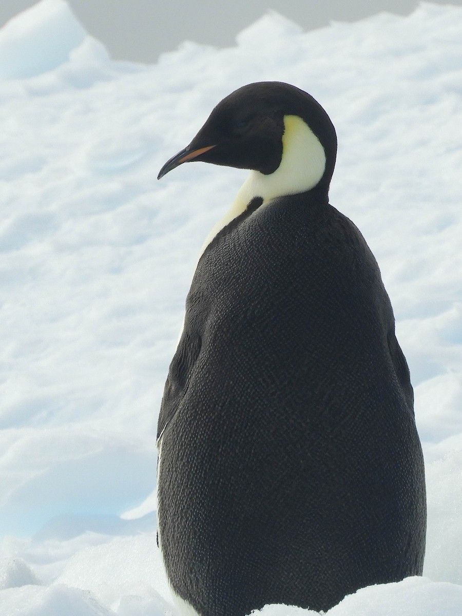 Императорский пингвин - ML619300685