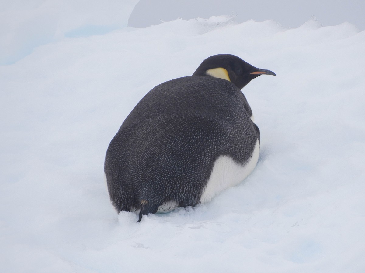 Императорский пингвин - ML619300718