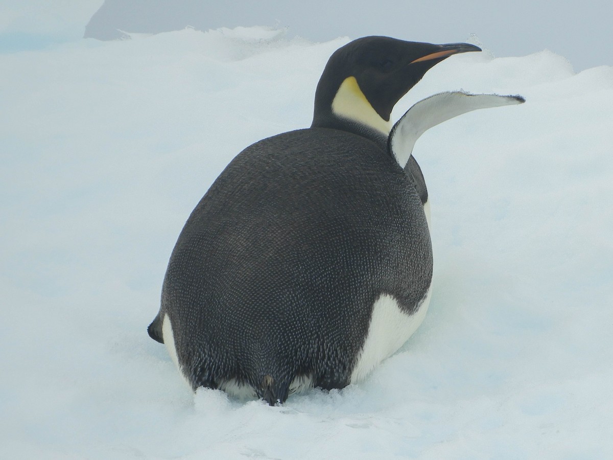 Императорский пингвин - ML619300723