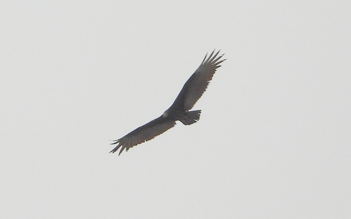Turkey Vulture - ML619300744