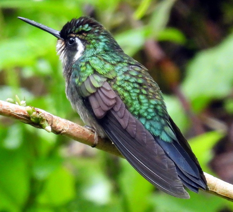 Talamanca Hummingbird - ML619300754